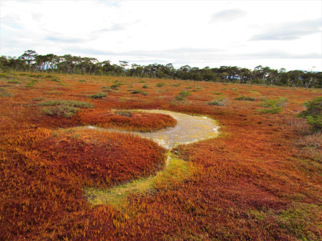 La Educación Ambiental como estrategia para la conservación de Humedales. El caso de las turberas de Tierra del Fuego