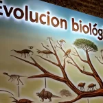 Evolución