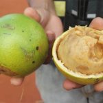 Uma planta sagrada de cujo fruto se produz uma bebida alcoólica denominada sope, em Moçambique