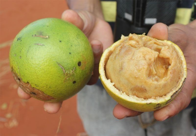 Uma planta sagrada de cujo fruto se produz uma bebida alcoólica denominada sope, em Moçambique